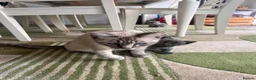 Ragdoll cats for sale: Beautiful Ragdoll cross kittens  - Advert 12
