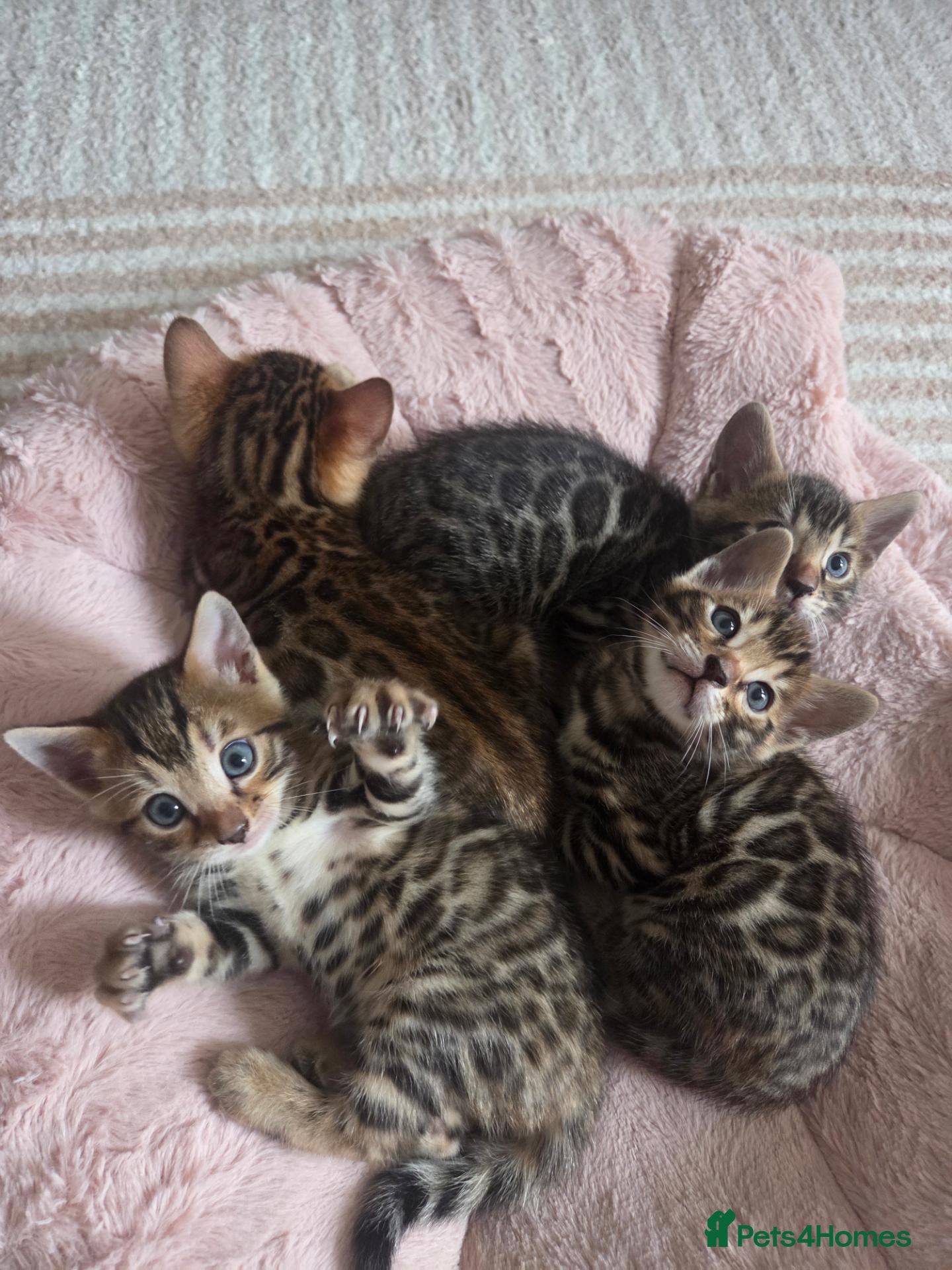 Bengal cats for sale: Stunning Pure Bengal Kittens –Reservations  Open🐆 - Advert 1