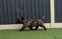 Cairn Terrier dogs for sale: KC Reg, Health tested, 5* licence. Cairns - Image 11