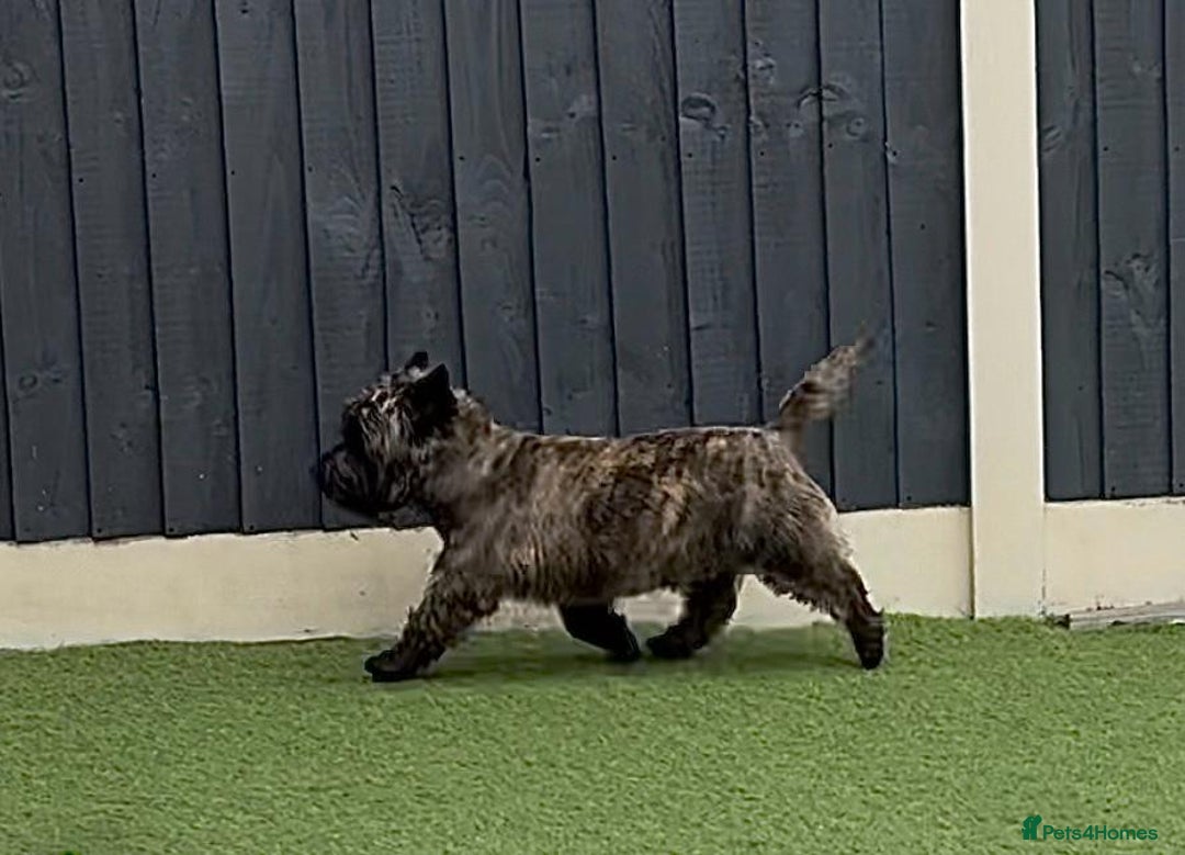 Cairn Terrier dogs for sale: KC Reg, Health tested, 5* licence. Cairns - Image 11
