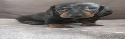 Dachshund dogs for sale: Champion Line Standard Dachshund  in Coventry - Advert 15