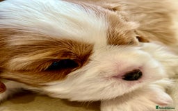 Cavalier King Charles Spaniel dogs for sale: Champion Sired KC Reg Cavalier King Charles  - Image 34