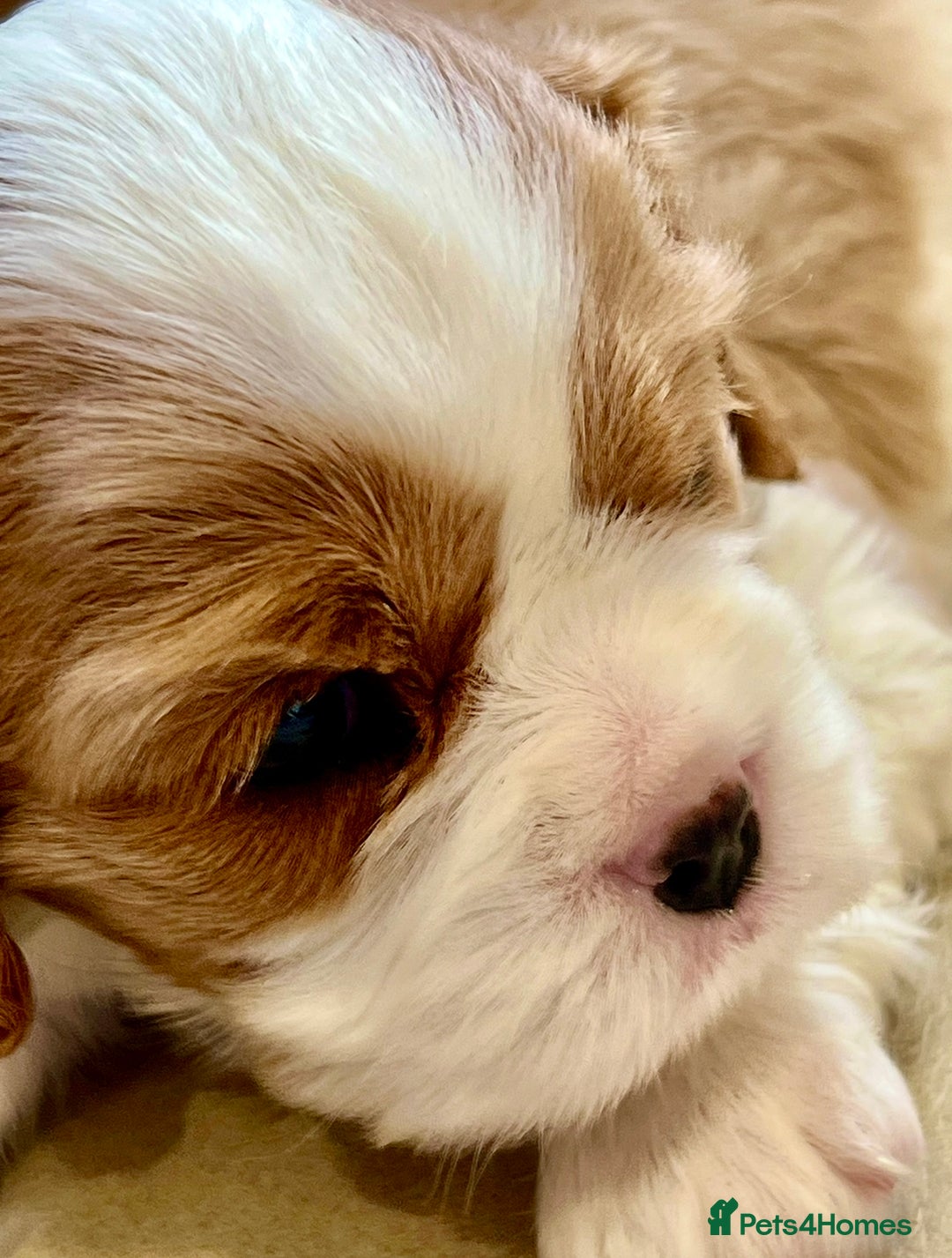 Cavalier King Charles Spaniel dogs for sale: Champion Sired KC Reg Cavalier King Charles  - Image 34
