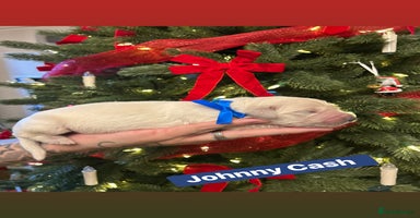 Golden Retriever dogs 6 KC REG CHUNKY GOLDEN RETRIEVER BOYS  - Advert 2