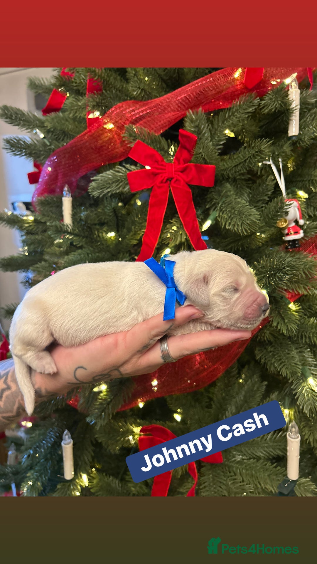 Golden Retriever dogs for sale: 6 KC REG CHUNKY GOLDEN RETRIEVER BOYS  - Advert 2