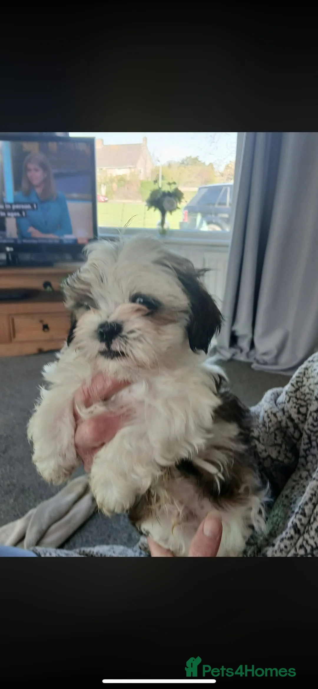 Shih Tzu dogs for sale: Shih tzu puppy's 1 girl 2 boys in Prudhoe - Advert 4