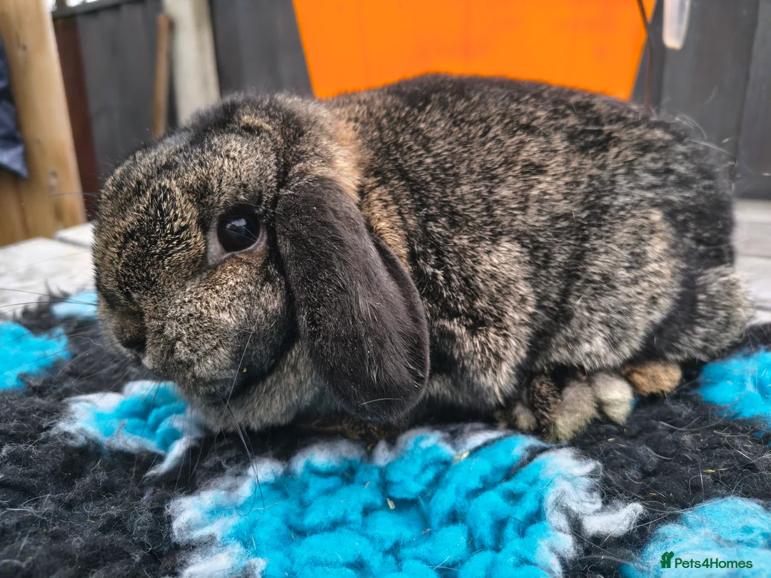 Mini Lop rabbits for sale: Beautiful steel mini lop doe - Advert 3