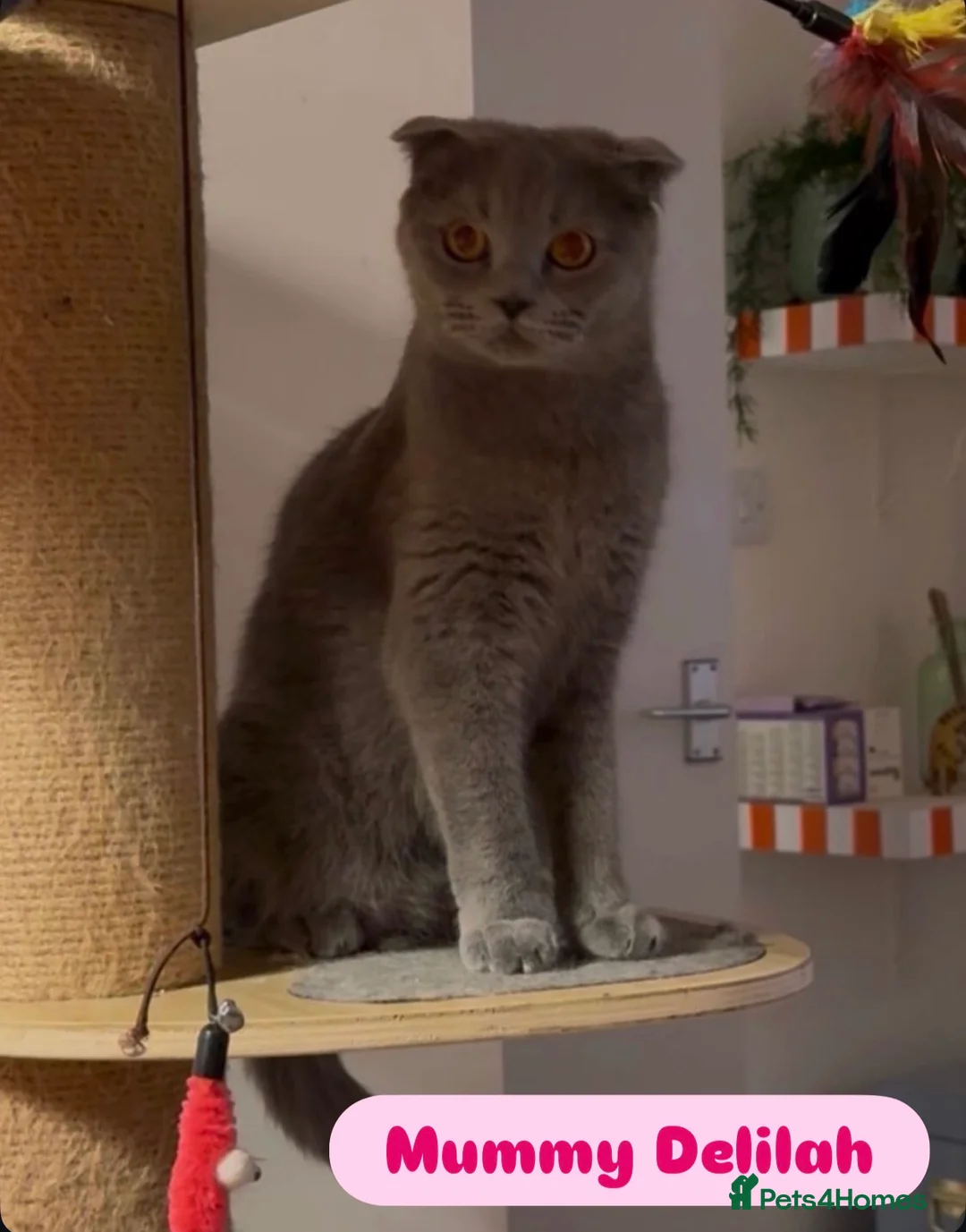 British Shorthair cats for sale: Beautiful Blue & Lilac British Shorthair Kittens - Advert 2