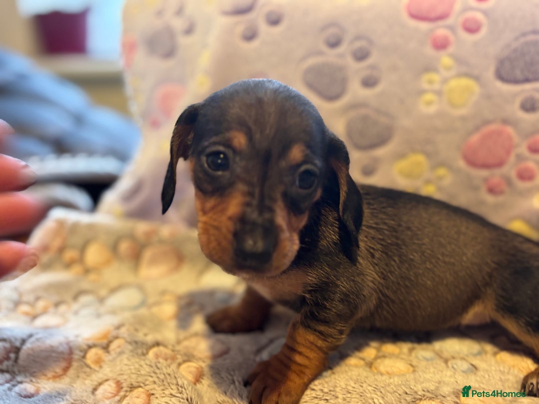 Dachshund dogs for sale: Stunning Miniature Dachshund Pups - Image 11