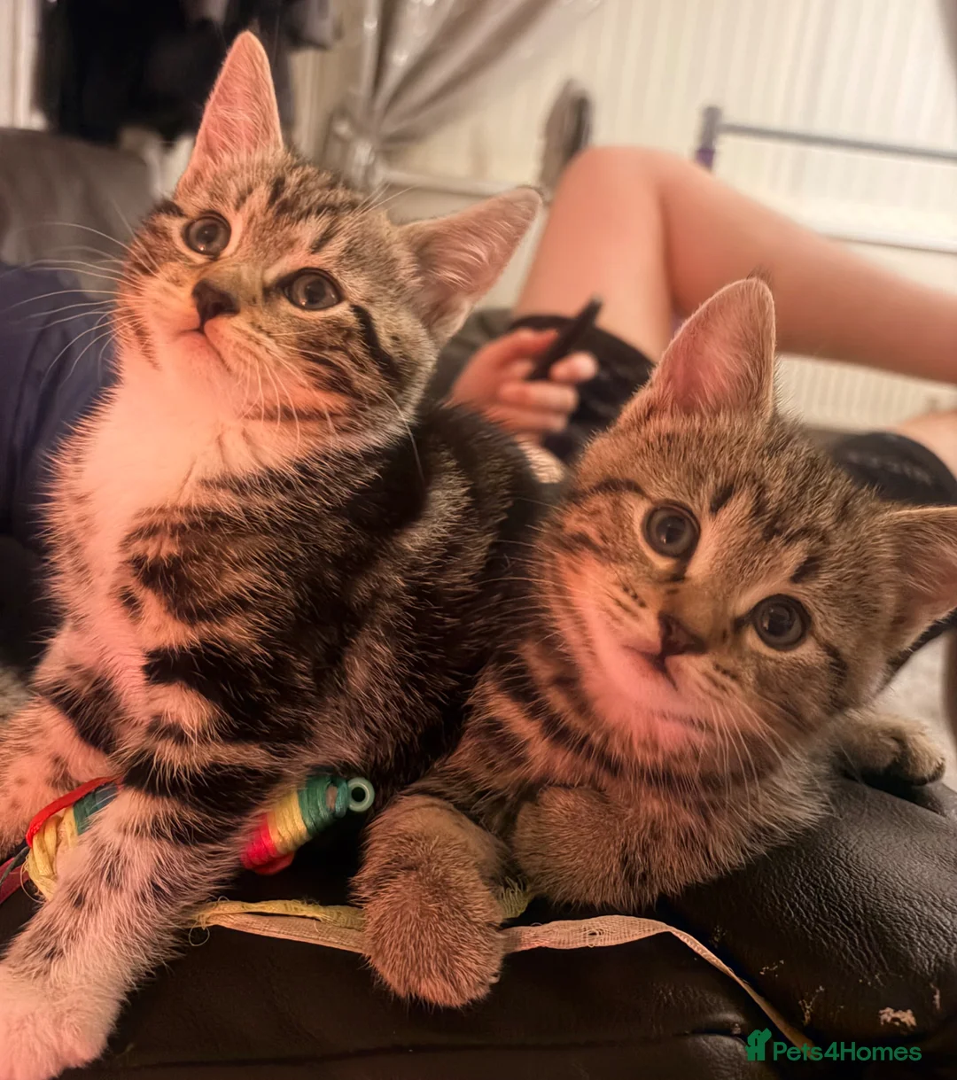 Mixed Breed cats for sale: Kittens x2 - to go together  - Advert 1