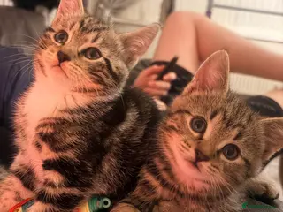 Mixed Breed cats Kittens x2 - to go together - Advert 17
