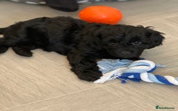 Cavapoo dogs for sale: LAST GIRL LOOKING FOR A FOREVER HOME 🏠  - Image 8