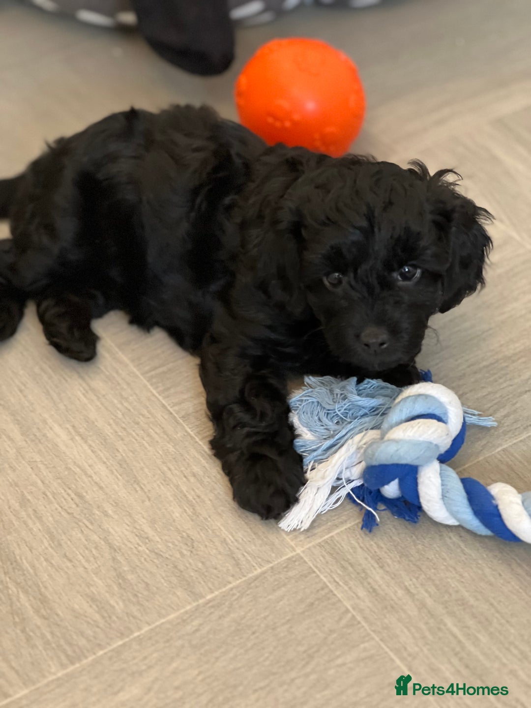 Cavapoo dogs for sale: LAST GIRL LOOKING FOR A FOREVER HOME 🏠  - Image 8