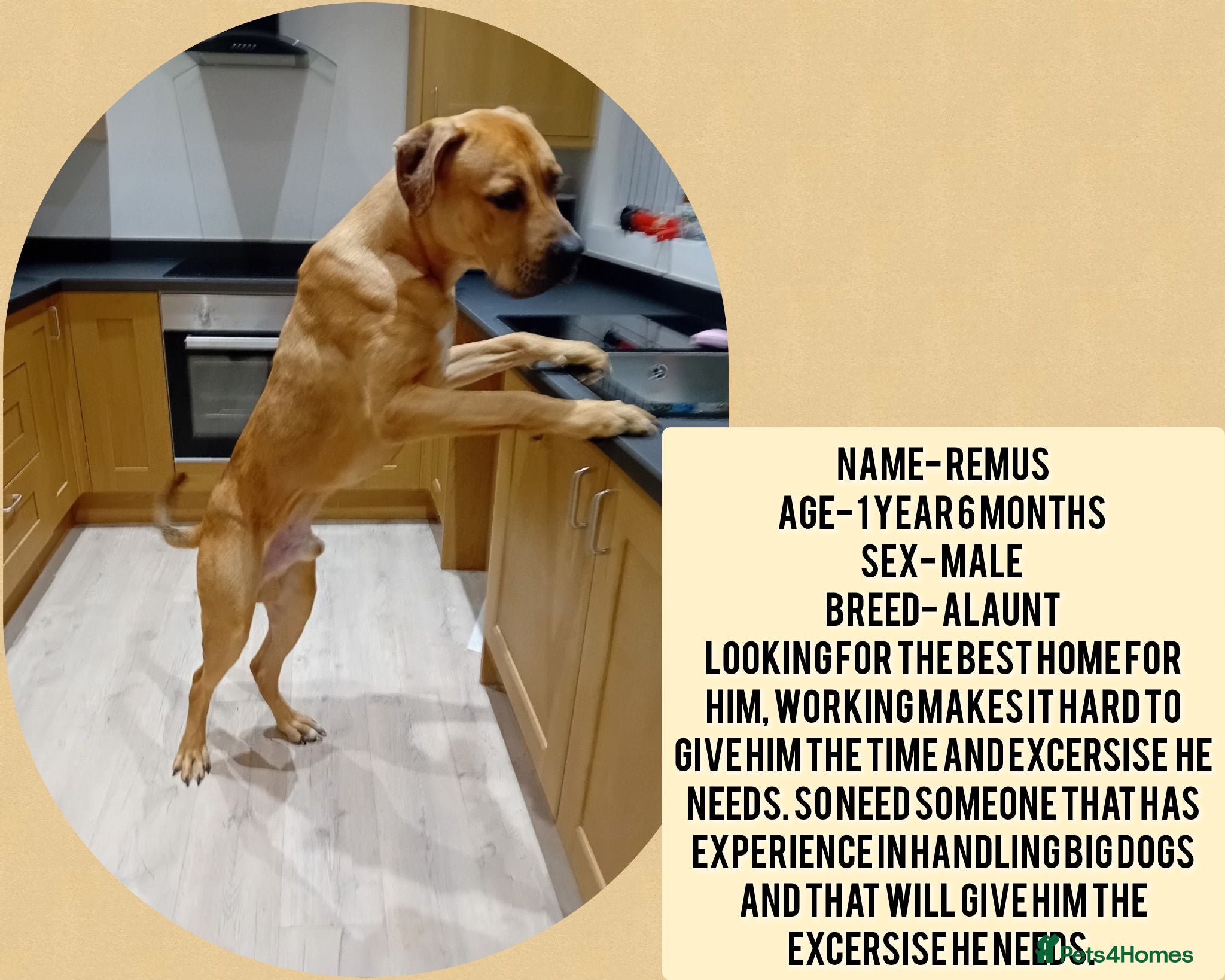 Mastiff dogs Alaunt running mastiff  - Advert 2