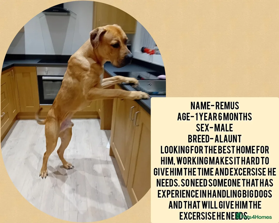Mastiff dogs for sale: Alaunt running mastiff  in Doncaster - Advert 1