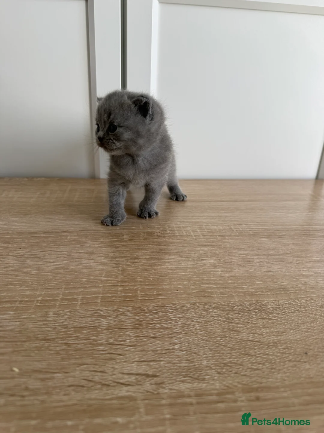 British Shorthair cats for sale: Beautiful British Shorthair For Sale - Advert 2