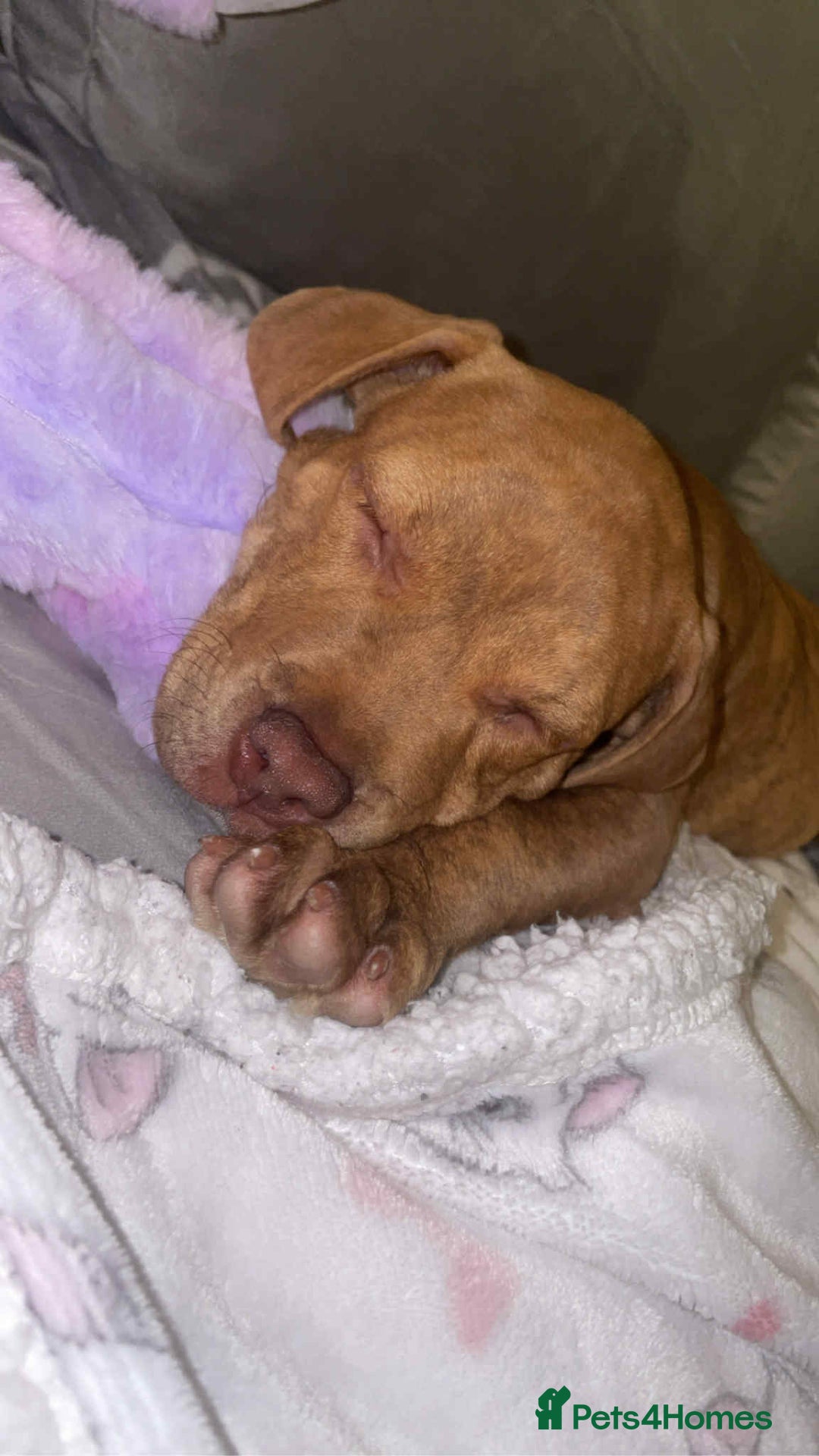 Staffordshire Bull Terrier dogs for sale: Cute mixed puppy for sale  - Image 1