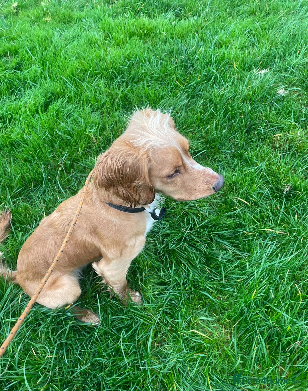 Cocker Spaniel dogs for stud: PROVEN KC working cocker  - Advert 7