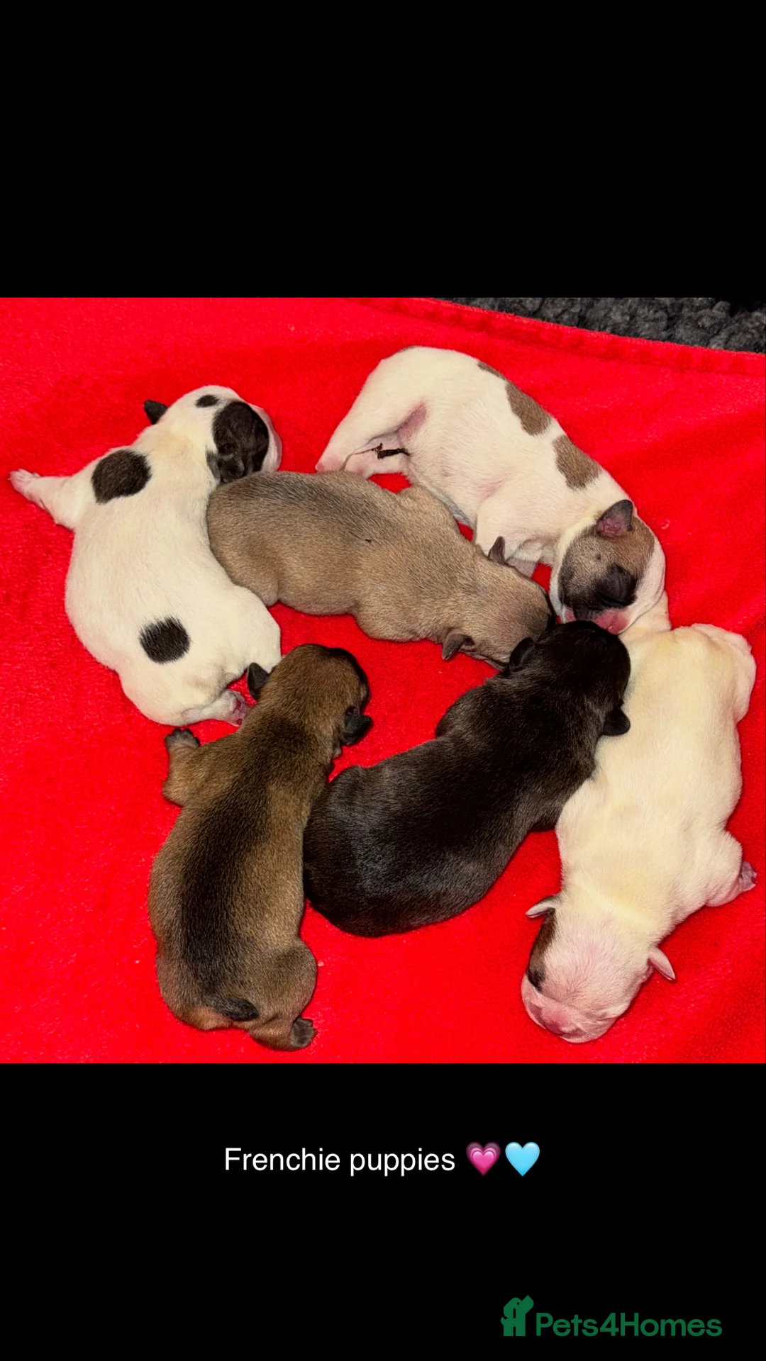 French Bulldog dogs for stud: Crufts Qualified, Health Tested French Bulldog  in Dalry - Advert 5