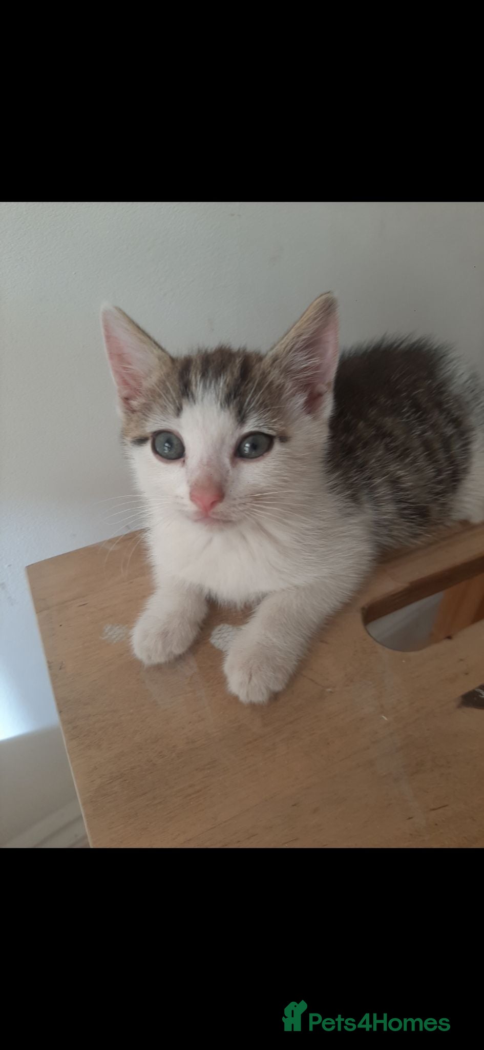 Mixed Breed cats Adorable Kittens - Advert 1