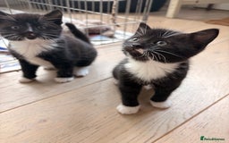 Domestic Shorthair cats for sale: Gorgeous kittens for sale - south of Edinburgh  - Image 16