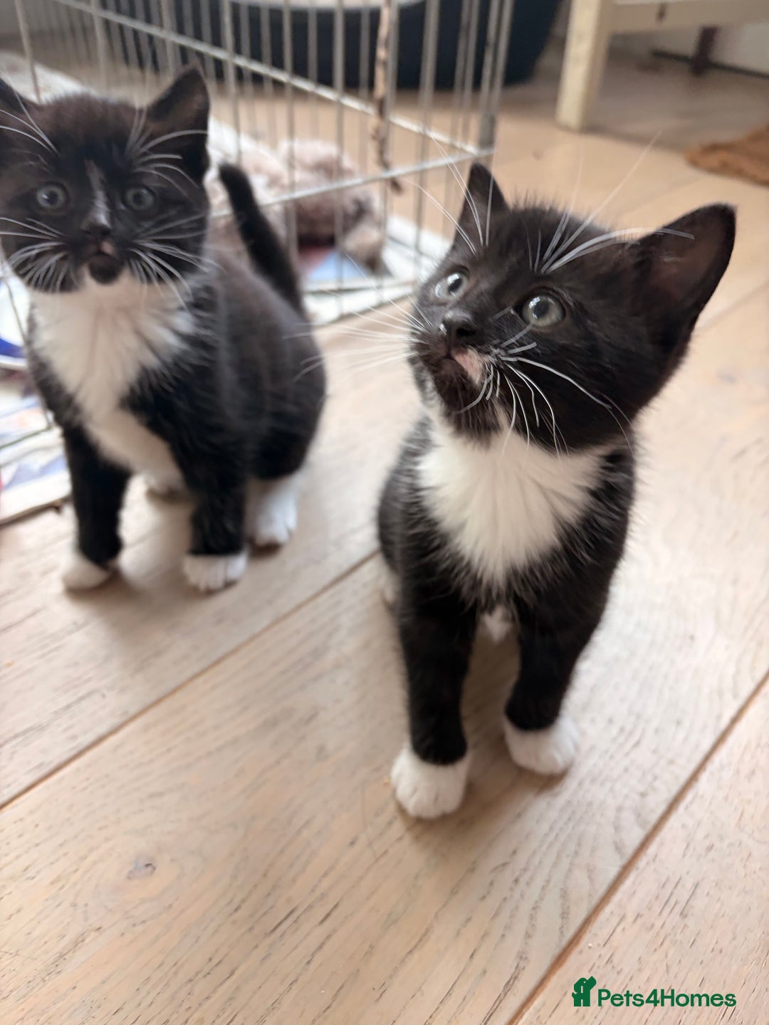 Domestic Shorthair cats for sale: Gorgeous kittens for sale - south of Edinburgh  - Image 16