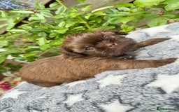 Shih Tzu dogs for sale: KC reg, 2 left! Potential blondes in Tamworth - Image 3