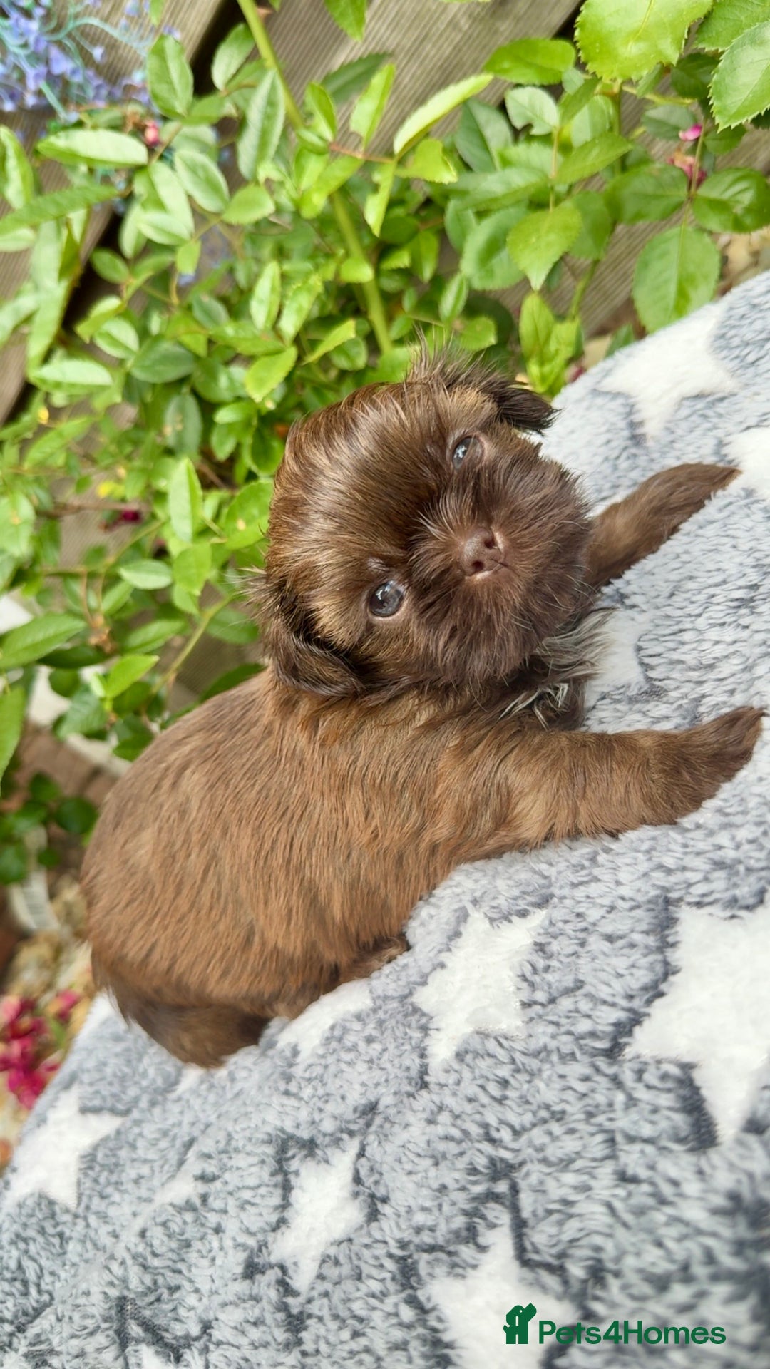 Shih Tzu dogs for sale: KC reg, 2 left! Potential blondes in Tamworth - Image 3
