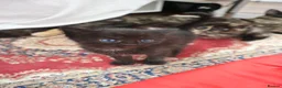 Mixed Breed cats for sale: 4 kittens, 2 boys 2 girls  - Advert 3