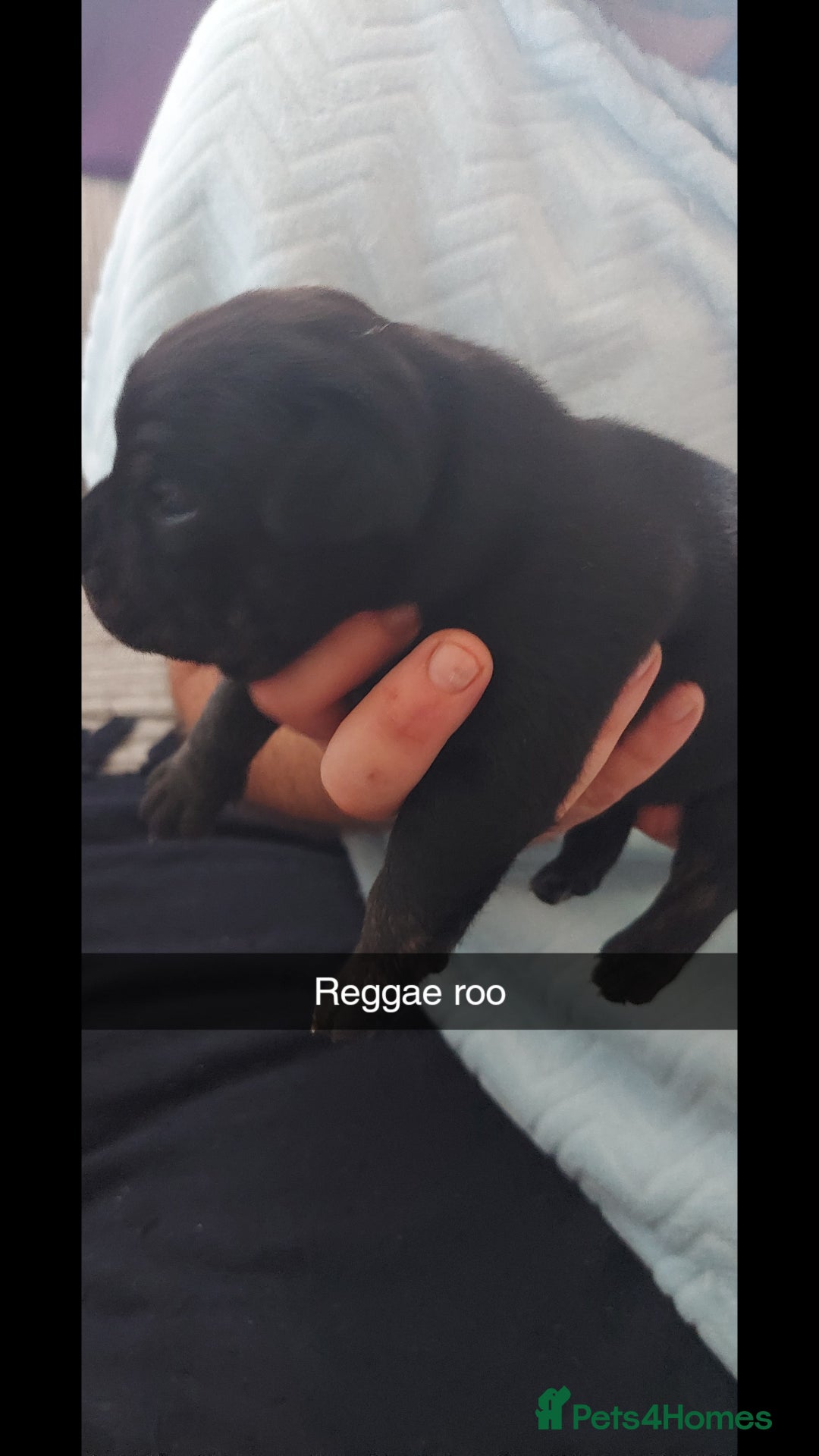 Staffordshire Bull Terrier dogs for sale: Staffordshire bull terrier puppies  - Image 4