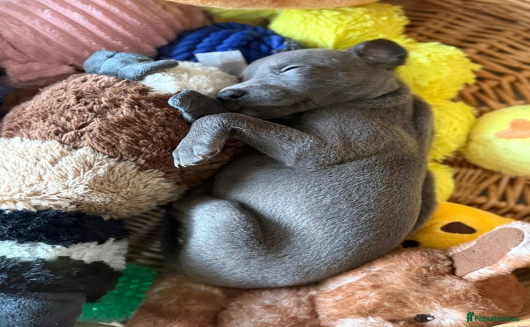 Whippet dogs - Advert 4