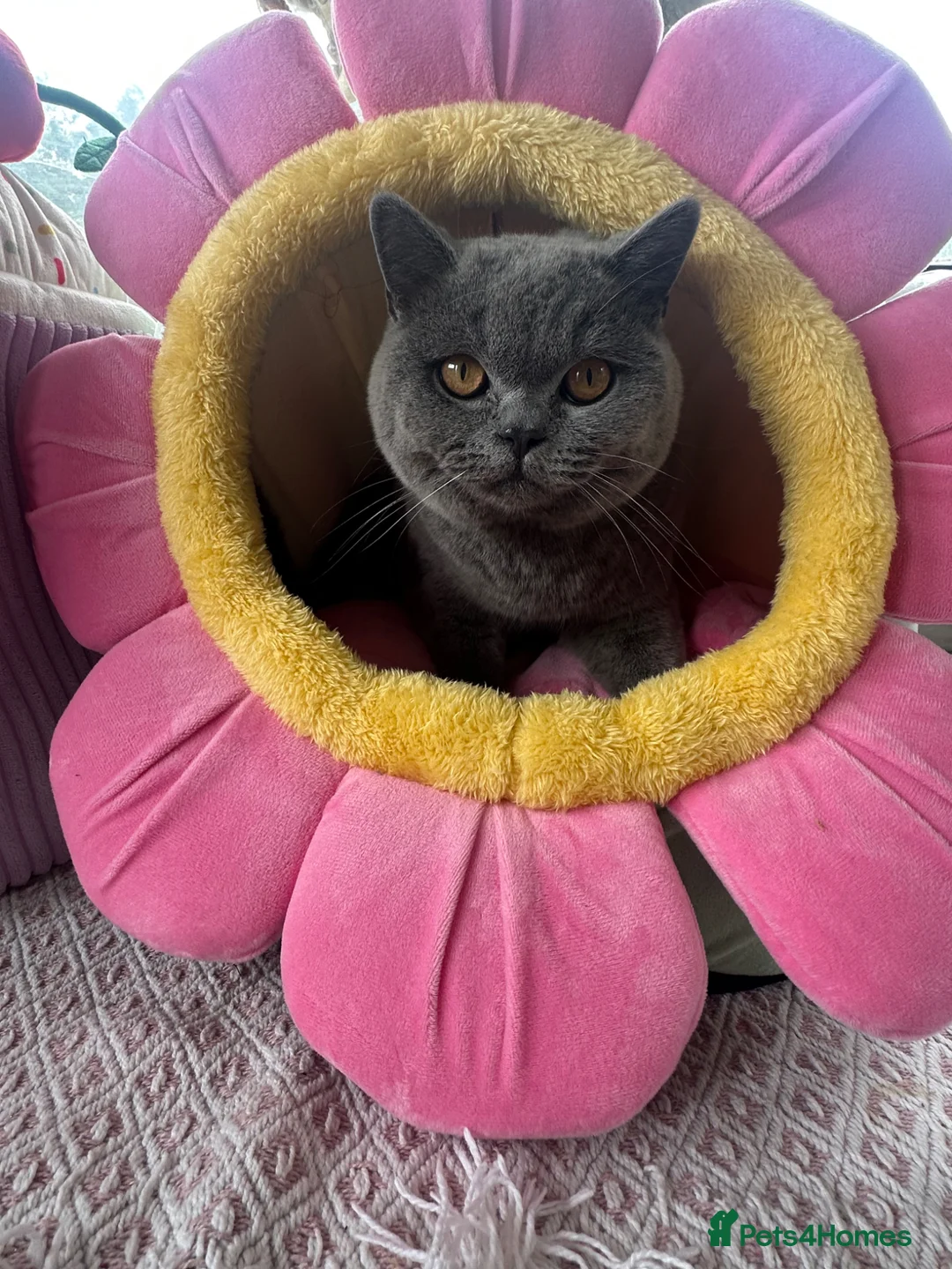 British Shorthair cats for sale: British shorthaired kittens  in Canterbury - Advert 1