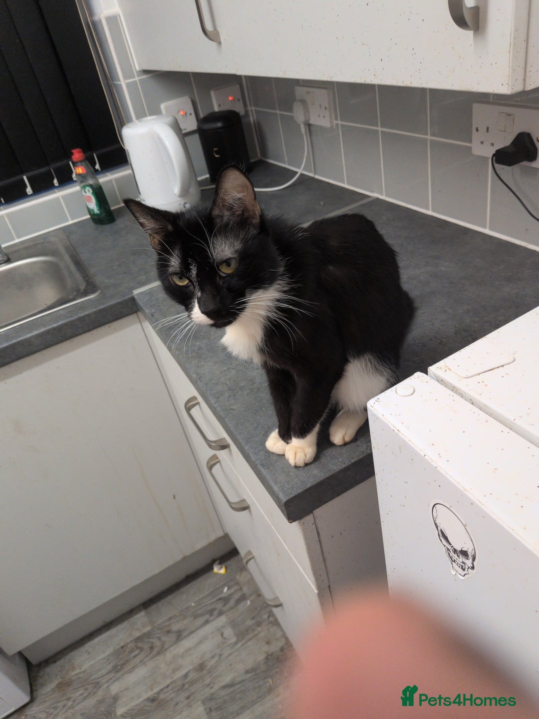 British Shorthair cats for sale: Male Cat  - Advert 3