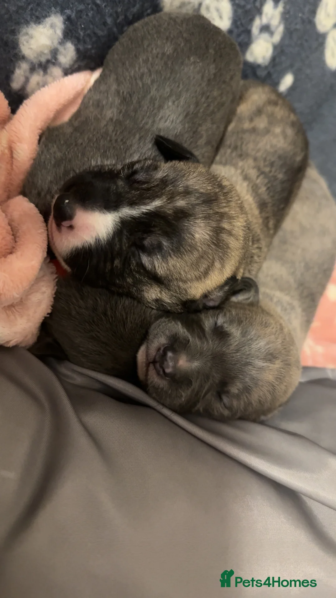 Mixed Breed dogs for sale: 75% Lurcher 25% Cane Corso Puppies - Advert 4