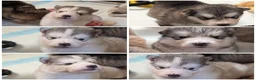 Alaskan Malamute dogs for sale: ALL PUPS HAVE BEEN SOLD!! - Advert 13