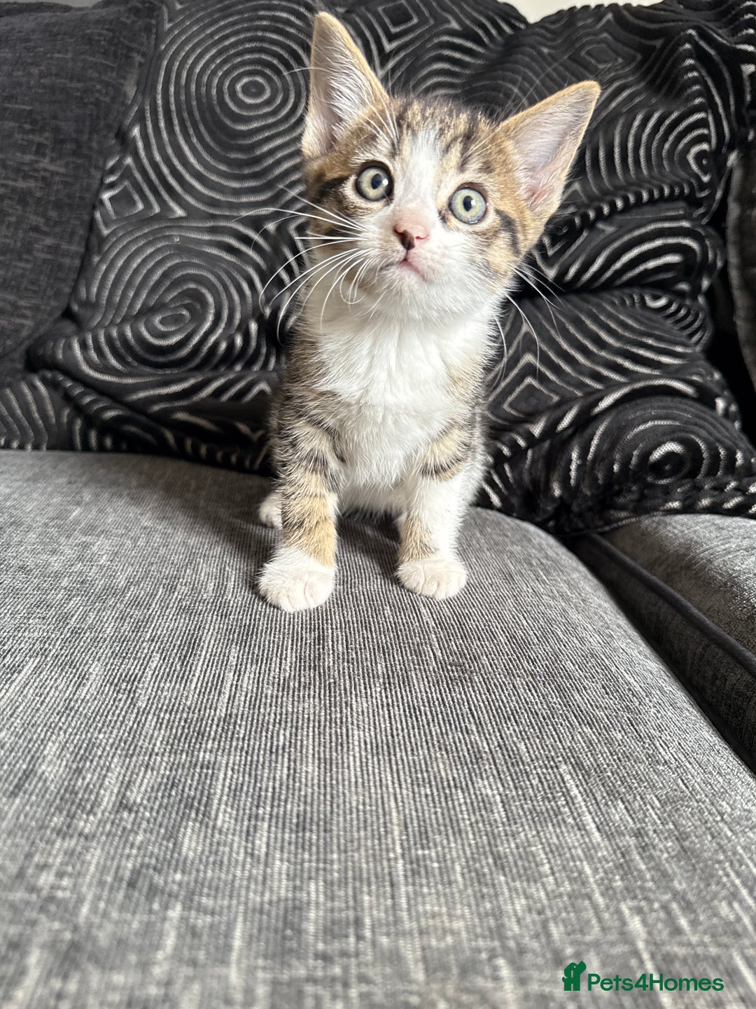 Mixed Breed cats for sale: 7 mix breed healthy kittens  in Sheffield - Image 5