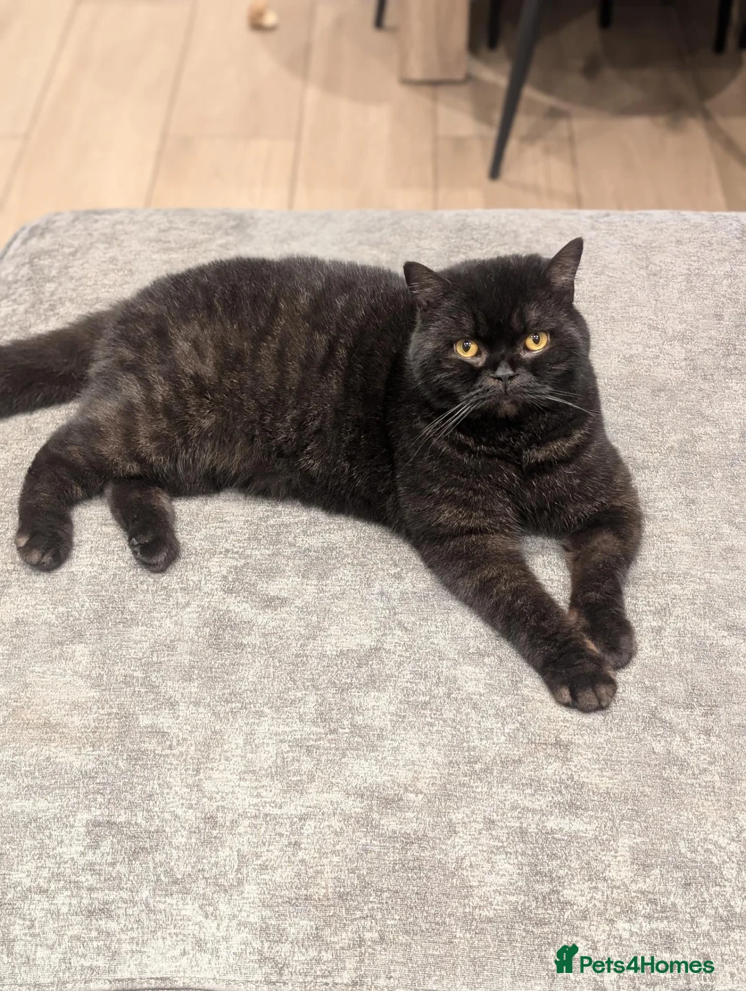British Shorthair cats for sale: GCCF Black British shorthair male  - Advert 2