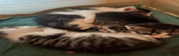 Mixed Breed cats for sale: Kittens  in Johnstone - Advert 3