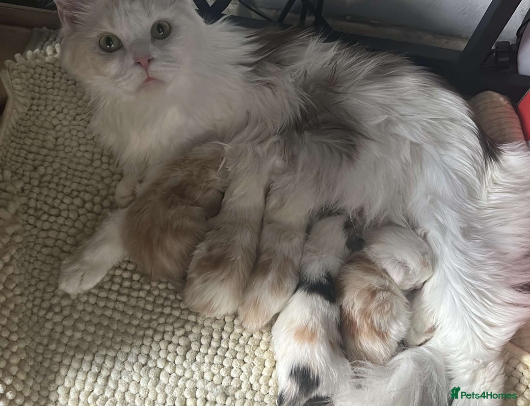 Maine Coon cats for sale: Purebred Maine Coon kittens for sale. - Image 5