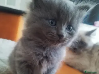 Ragdoll cats Ragdoll X British short hair - Advert 7