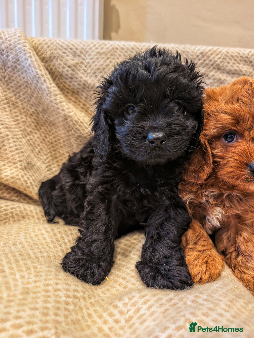 Cavapoo dogs for sale: 3 EXTENSIVELY HEALTH TESTED ADORABLE CAVAPOOS - Advert 2