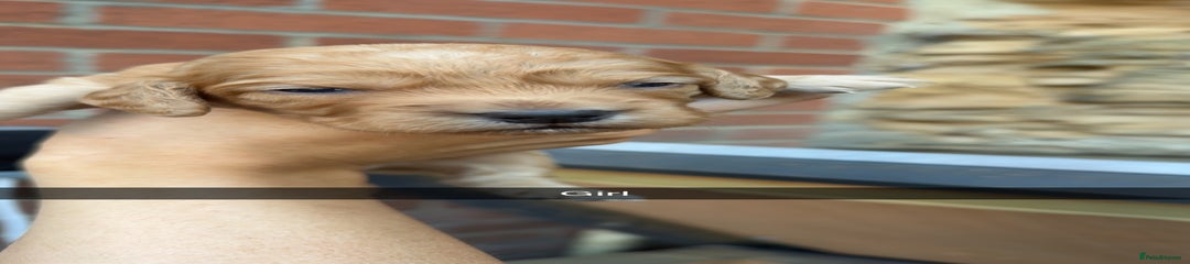Cockapoo Puppy 7