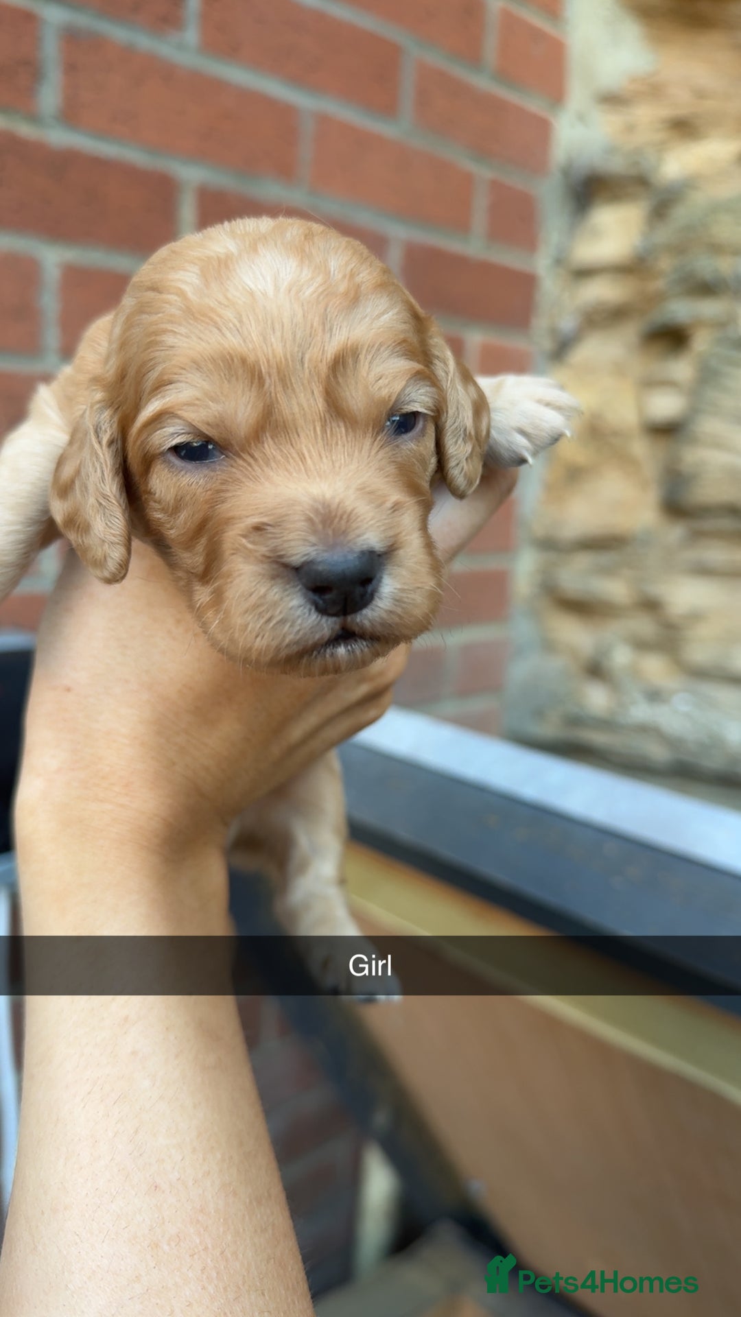 Cockapoo dogs for sale: Beautiful litter of cockapoos  - Image 5