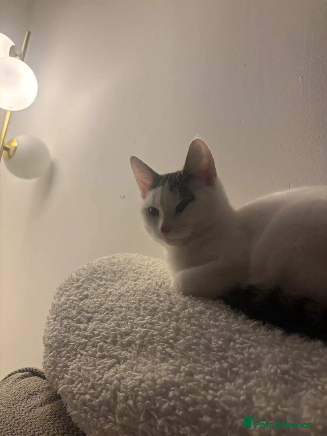 Mixed Breed cats for sale: Adorable 8 month old cat - Advert 2