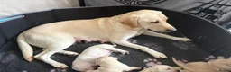 Labrador Retriever dogs for sale: Gorgeous Labrador puppies - Advert 19