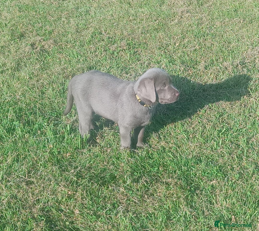 Labrador Retriever dogs for sale: SILVER LABRADOR PUPPIES KC (HIPS 0/0, ELBOWS 0/0) - Image 2