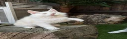 Maine Coon cats for sale:     🌟🌟Amazing Kittens Maine Coon 🌟🌟 - Advert 2