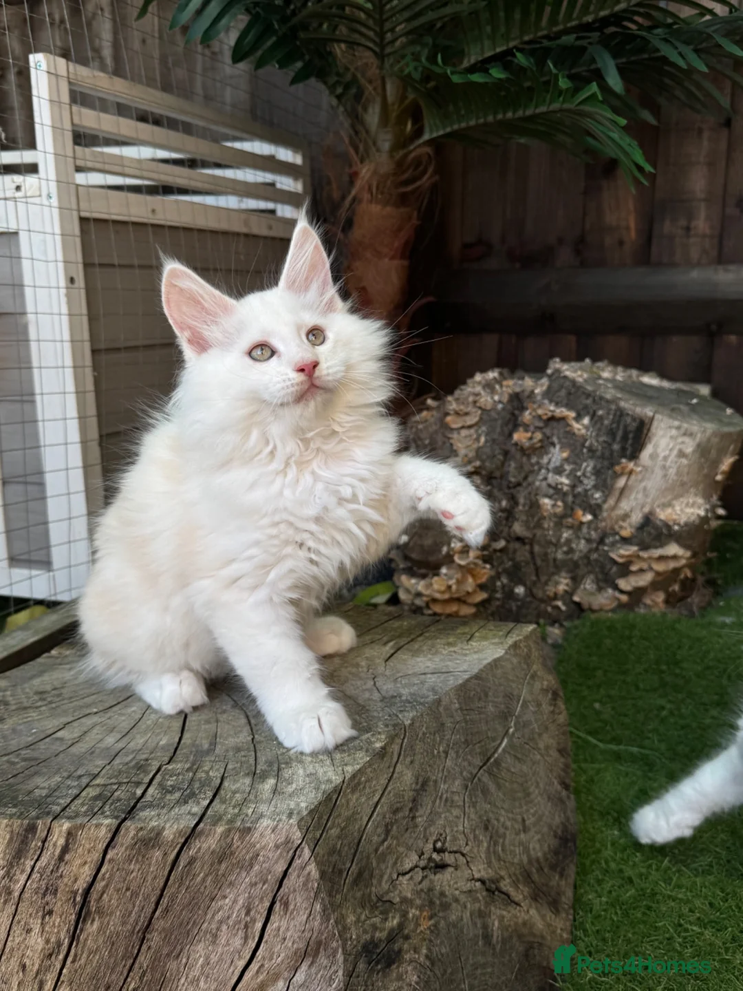 Maine Coon cats for sale:     🌟🌟Amazing Kittens Maine Coon 🌟🌟 - Advert 2
