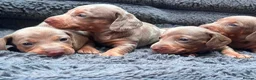 Miniature Dachshund dogs for sale: Miniature dachshund  in Sunderland - Advert 5