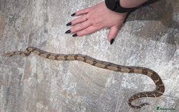 Boa Snake reptiles for sale: Female cb23 small boa poss central american/dwarf  - Image 3